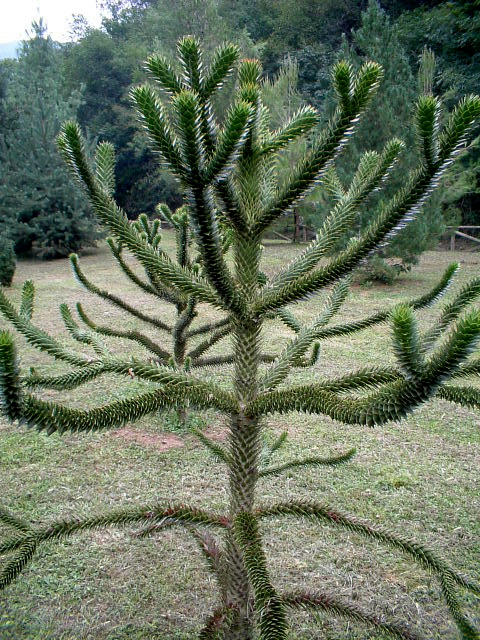 Araucaria araucana / Araucaria (pianta coltivata)